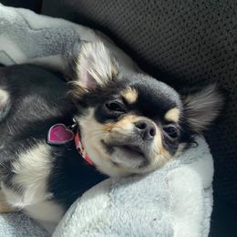 Chihuahua All Grown Up from XO Chihuahuas