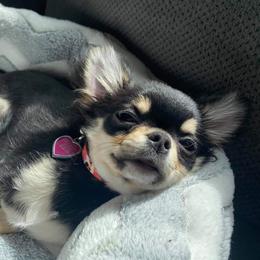 Chihuahua All Grown Up from XO Chihuahuas