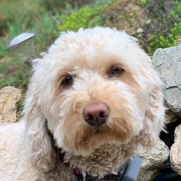 Roxie - Goldendoodle
