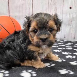 Baxter - Black & tan tri-color male Morkie puppy in Monticello, Iowa from Ashley’s Puppies