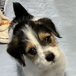 Finley - Tri-color male Russell Terrier puppy in London, Kentucky from Norvell Kennels