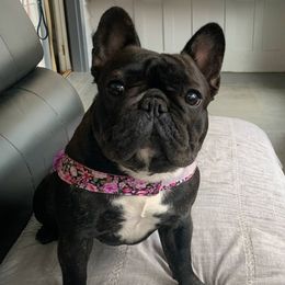 Lagertha - French Bulldog