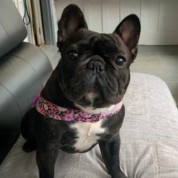 Lagertha - French Bulldog