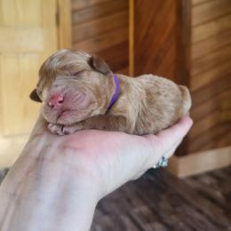 Purple- Collar - Red  female Goldendoodle puppy in Fairmont, West Virginia from Mountainside Doodles, LLC