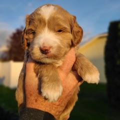 Bernedoodle and Double Doodle Puppies from Cloud Nine Doodles