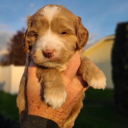 Bernedoodle and Double Doodle Puppies from Cloud Nine Doodles