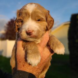 Bernedoodle and Double Doodle Puppies from Cloud Nine Doodles