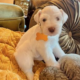 Yellow Girl AKC - White female Miniature Schnauzer puppy in Pineville, Kentucky from Bell Beards & Brows Min Schnauzers