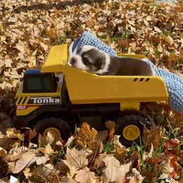 Red collar - Black and tan male Pembroke Welsh Corgi puppy in Wheatland, California from Emerald Corgis