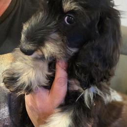 Saber 2,250 - Black and cream male Dachshund puppy in Tonopah, Arizona from Desert Diamond Dachshunds
