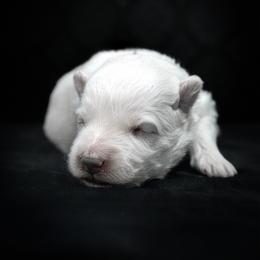 Purple Collar Girl - White female Berger Blanc Suisse puppy in Aurora, Colorado from Moonlight Berger Blanc Suisses
