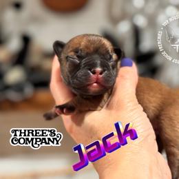 Three's Company, Jack Ripper - Blue fawn male French Bulldog puppy in Salem, Oregon from Toy House Frenchies
