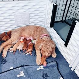 Fireside - Apricot male Goldendoodle puppy in Hopkins County, Texas from Boutique Doodles