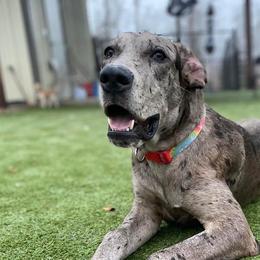 Great Danes from Sydney's Great Danes