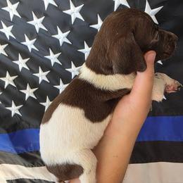 Coco Girl 10 - White and liver female German Shorthaired Pointer puppy in Banning, California from ⭐🦆 So Cal on Point GSP'S🇺🇲🇩🇪 lg