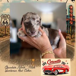 Corvette - Chocolate male Goldendoodle puppy in Garland, Texas from Twilight Doodles