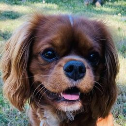 Cavalier King Charles Spaniels from Show-Me-Cavaliers
