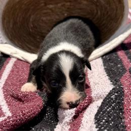 Rogue - Tri-color female Border Collie puppy in Odessa, Texas from High Velocity Stockdogs