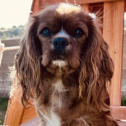 Bella - Cavapoo