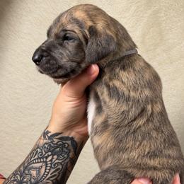 Cipher - Blue brindle male Great Dane puppy in Lebanon, Virginia from North Cedar Danes