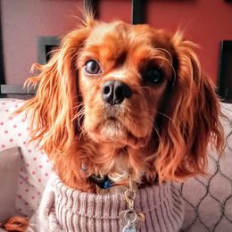 Cavalier King Charles Spaniels from Meraki Cavs