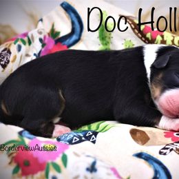 Miniature American Shepherd Puppies from Borderview Aussies