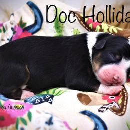 Miniature American Shepherd Puppies from Borderview Aussies