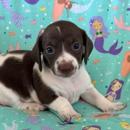 Etta - Piebald female Dachshund puppy in Staley, North Carolina from Langley Farms Dachshunds
