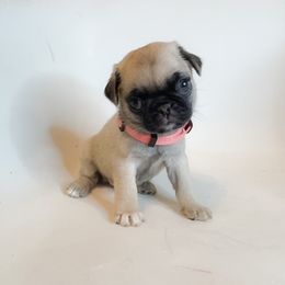 Faith - Pink Collar - Fawn female Pug puppy in Hereford, Arizona from Broken Road Ranch Pugs