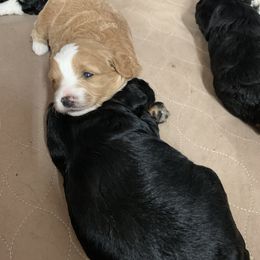 Bernedoodle and Poodle Puppies from Luck O the Doodle