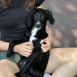 Miss Sky Blue - Black female Goldendoodle puppy in San Diego, California from Sensational Doodles