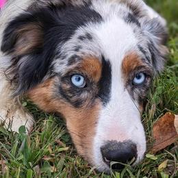 Ruby - Australian Shepherd