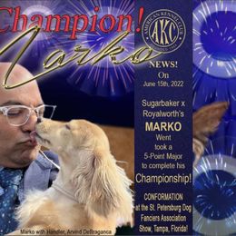 Dachshund Puppies from Sugarbakers Kennel