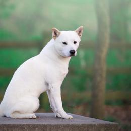 Jindo All Grown Up from Hwarang Kennel