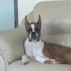 "Trina" - Boxer