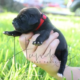 Jasper - Black male Great Dane puppy in Denison, Texas from Hundeity Great Danes