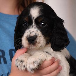 Sally - Black white and tan female English Springer Spaniel puppy in Florida from Thunderbird Springers
