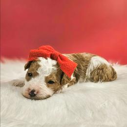 Wynter - Tri-color female Bernedoodle puppy in Russell Springs, Kentucky from 270 Doodles