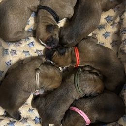 Boxer puppies from Lafayette Bulldogs & Boxers