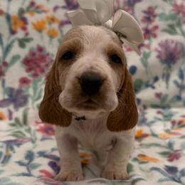 Darla - Red and white female Basset Hound puppy in Monterey, Tennessee from Southern Belles Bassets
