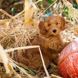 Goldendoodle Puppies from Dean Doodles