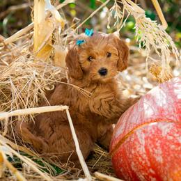 Goldendoodle Puppies from Dean Doodles