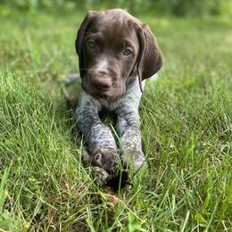 German Shorthaired Pointer Puppies from Thunder Mountain Gun Dogs
