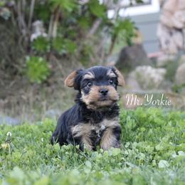 Yorkshire Terrier Puppies from Mr.Yorkie