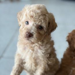 Sage - Cream female Poodle puppy in Haines City, Florida from Noelle Poodles