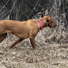 Aniko - Vizsla