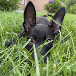 Titan - Black brindle male Dutch Shepherd puppy in Watertown, Connecticut from APACHEK9