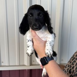Boy 3 - Piebald male Dachshund puppy in Aurora, Missouri from Baker Farms