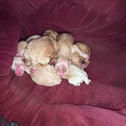 Maltipoo puppies from Mid Sized Maltipoos and More LLC