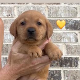 Yellow collar - Yellow female Labrador Retriever puppy in Clinton, Tennessee from Summer Rose